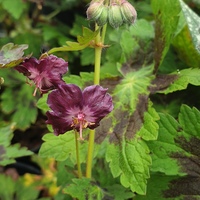 Geranium phaeum 'Samboor'